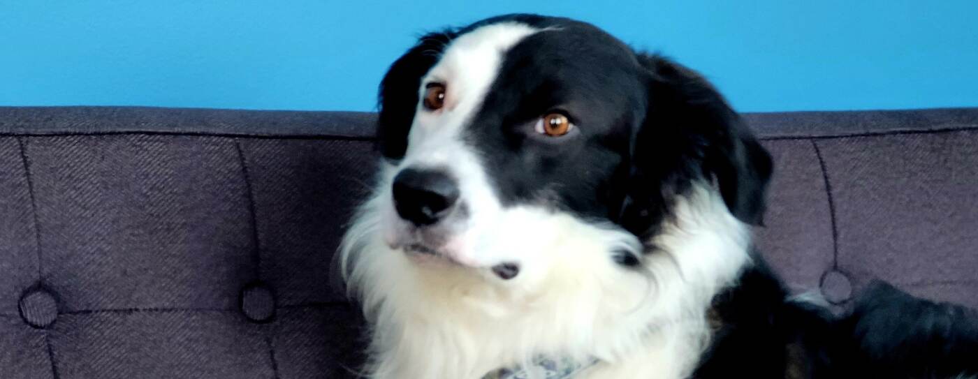 Jack, the office dog — a border collie on the couch
